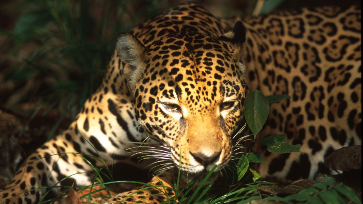 Tech4Nature de Huawei contribuye a salvaguardar la biodiversidad en Yucatán